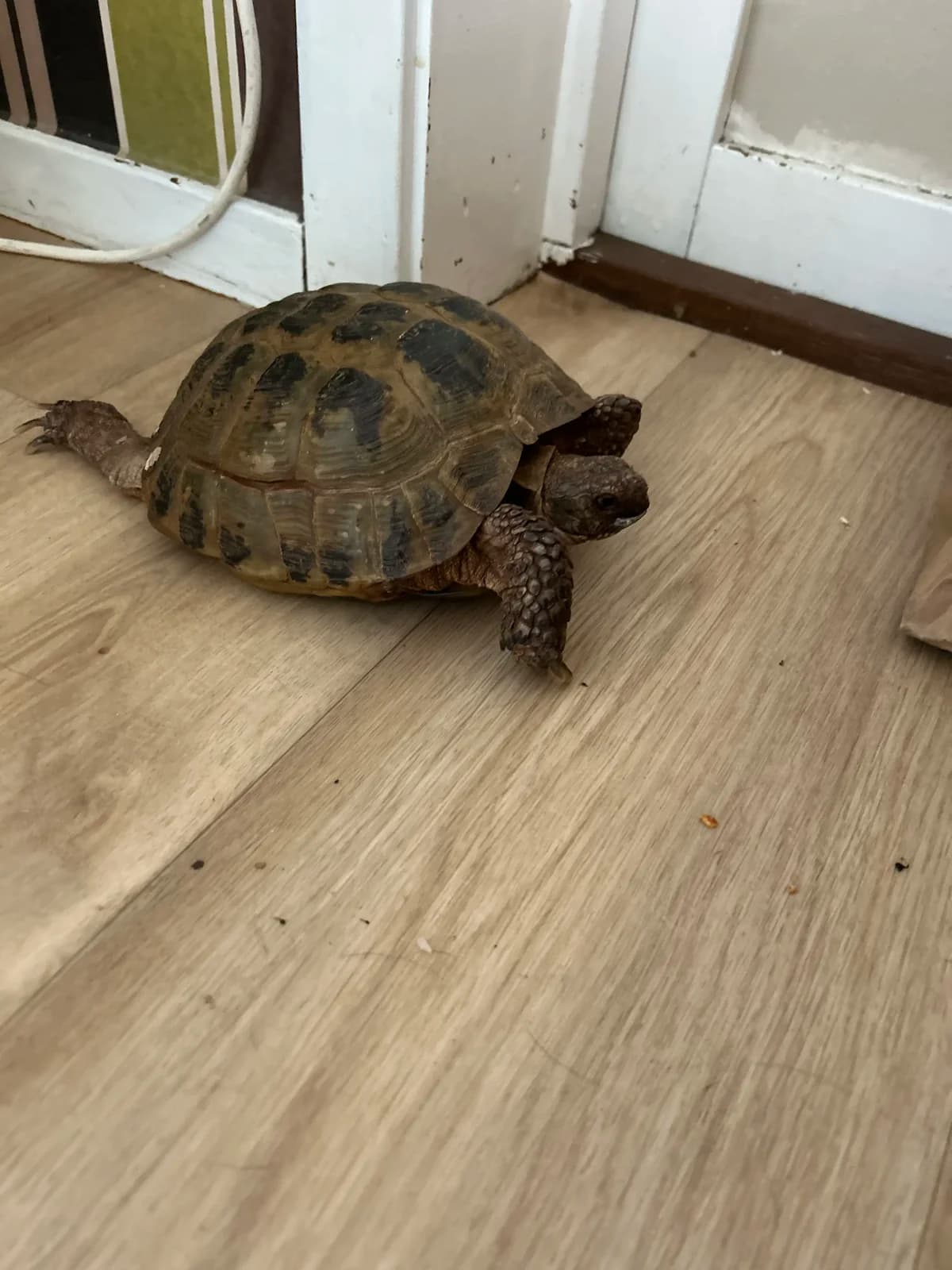 Chicco, an 80-year-old Russian steppe tortoise with a wise, suspicious expression