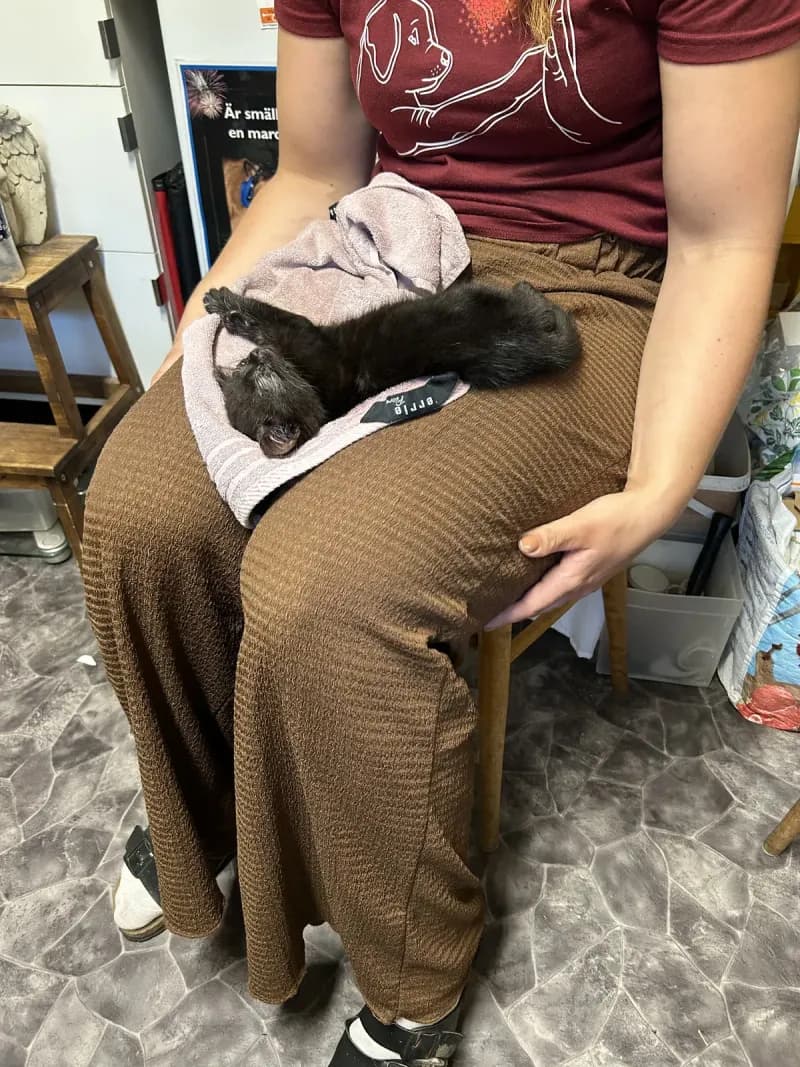 Sam as a tiny kitten at the vet, so small he fits entirely on an iPhone