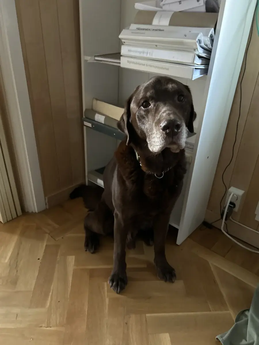 Nicco, a dog with all four legs