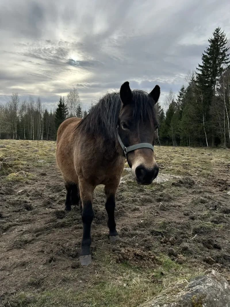 Niter, a Gotland pony