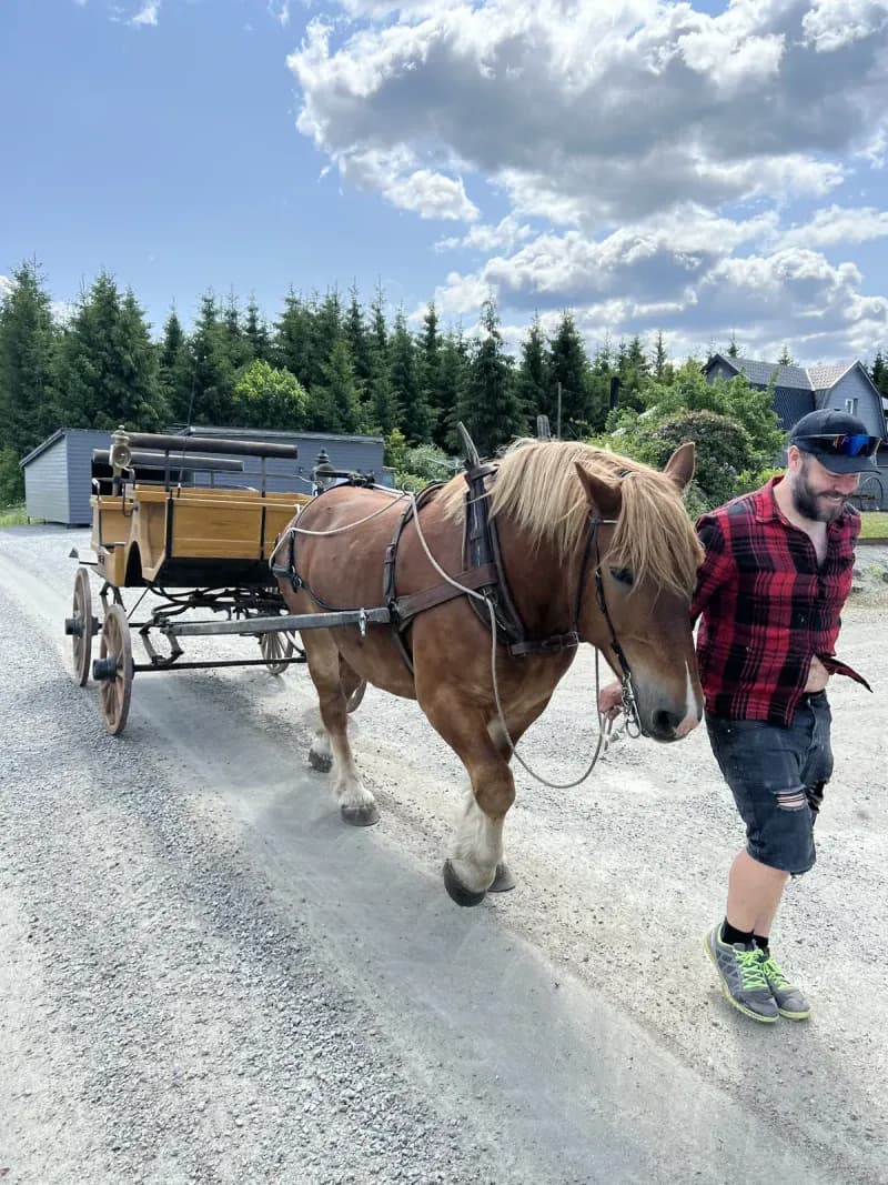 Olius, a Swedish Ardennes draft horse