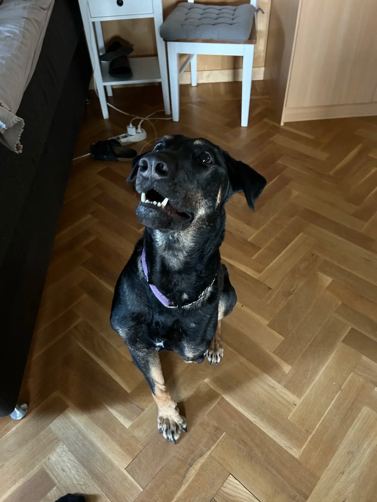 Roberto, a happy three-legged dog